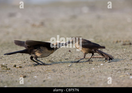 Boot-angebundene Grackle (Quiscalus großen Torreyi), Yellow-eyed Unterart, weibliche Fütterung juvenile Stockfoto