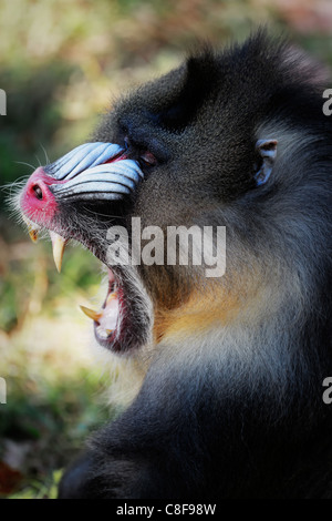 Großen männlichen Mandrill Monkey Affe Schimpanse entblößt seine Zähne zeigen Stockfoto