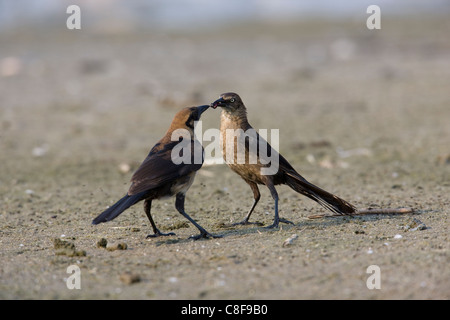 Boot-angebundene Grackle (Quiscalus großen Torreyi), Yellow-eyed Unterart, weibliche Fütterung juvenile Stockfoto