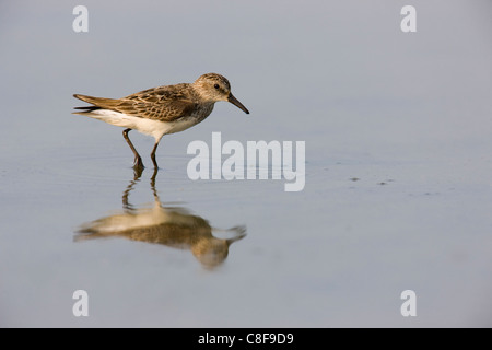 Semipalmated Strandläufer (Calidris Pusilla), eine Migration von einzelnen in der Zucht, Fütterung Gefieder. Stockfoto