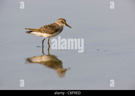 Semipalmated Strandläufer (Calidris Pusilla), eine Migration von einzelnen in der Zucht, Fütterung Gefieder. Stockfoto