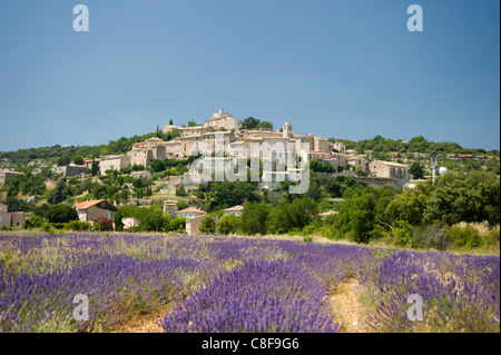 Lavendel-Feld in der Nähe von Simiane la Rotonde, Provence, Frankreich Stockfoto