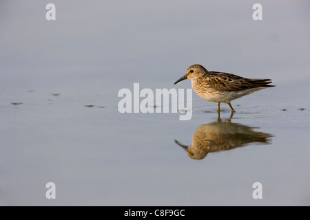 Wenigsten Strandläufer (Calidris Minutilla), eine Migration von einzelnen in der Zucht, Fütterung Gefieder. Stockfoto