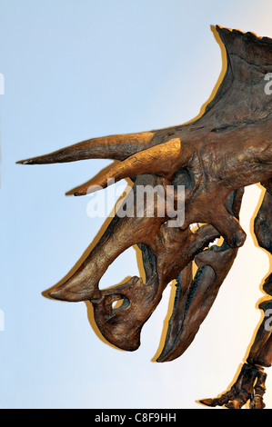 Fossil einer Triceratops Prorsus drei Hörnern Gesicht Dinosaurier aus der Kreidezeit Stockfoto