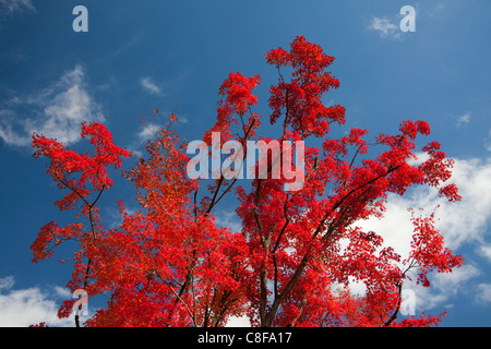 Japan, November, Asien, Momiji, Japanisch, Ahorn, Ahorn, rot, herbstliche, Bäume, Natur, Herbst Stockfoto