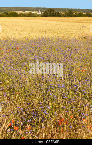 Maisfelder mit Mohn und Kornblumen, Normandie, Frankreich Stockfoto