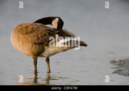 Kanadagans (Branta Canadensis Canadensis) im Wasser bei Sonnenuntergang putzen steht. Stockfoto