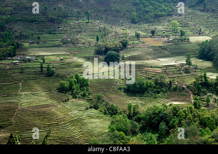 Terrassen am Hang Süd Ost Sikkim-Indien Stockfoto