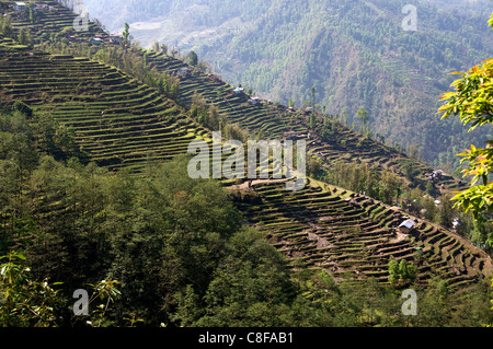 Terrassen am Hang Süd Ost Sikkim-Indien Stockfoto