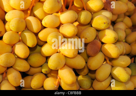 Nahaufnahme von Daten auf einer Dattelpalme, Aguerd Oudad, in der Nähe von Tafraoute, Anti-Atlas-Region, Marokko Stockfoto