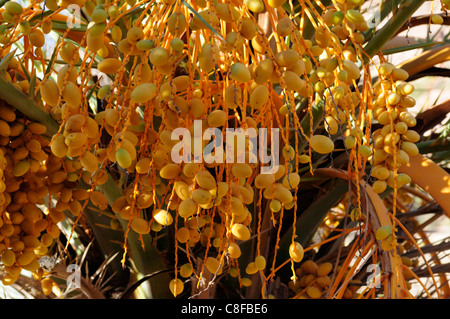Termine auf einer Palme, Aguard Oudad, in der Nähe von Tafraoute, Anti-Atlas-Region, Marokko Stockfoto