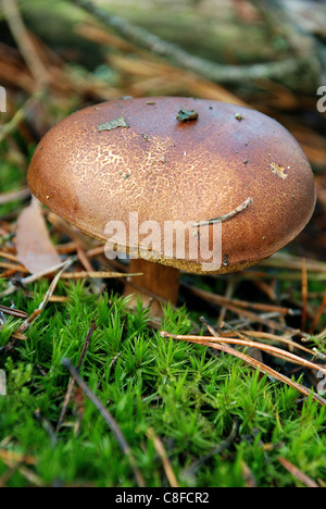 Wild Speisepilz Stockfoto