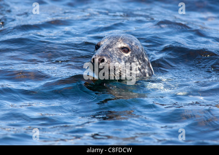 Graue Dichtung (Halichoerus Grypus, Farne Islands, gemeinsame, Northumberland, England, Vereinigtes Königreich Stockfoto