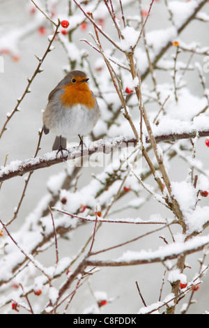 Robin (Erithacus Rubecula, mit Beeren im Schnee, Vereinigtes Königreich Stockfoto