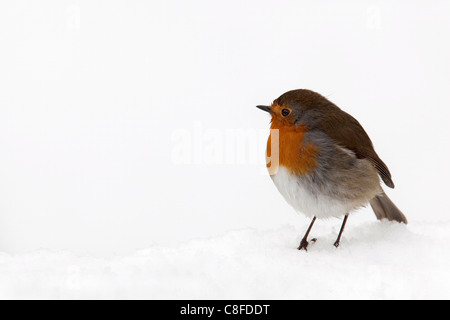 Robin (Erithacus Rubecula, im Schnee, Vereinigtes Königreich Stockfoto
