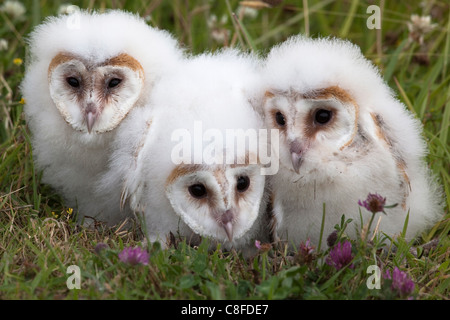 Schleiereule (Tyto Alba) Küken in Gefangenschaft, Cumbria, England, Vereinigtes Königreich Stockfoto