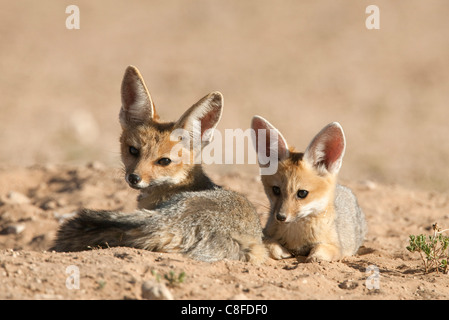 Cape Fox (Vulpes Chama) jungen, Kgalagadi Transfrontier Park, Northern Cape, Südafrika Stockfoto