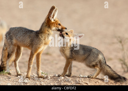 Kap-Fuchs mit Cub (Vulpes Chama, Kgalagadi Transfrontier Park, Northern Cape, Südafrika Stockfoto