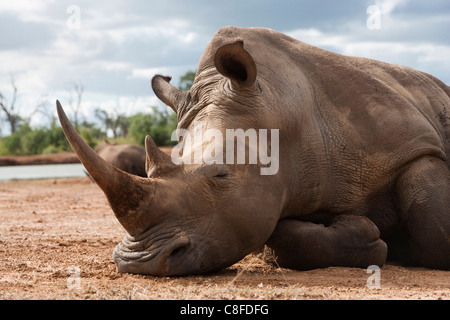 Breitmaulnashorn (Ceratotherium Simum, Royal Hlane Nationalpark, Swasiland Stockfoto