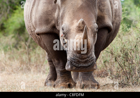 Breitmaulnashorn (Ceratotherium Simum, mit Redbilled Oxpecker (Buphagus Erythrorhynchus, Royal Hlane Nationalpark, Swasiland Stockfoto