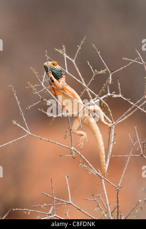 Gemahlener Agama (Agama Aculeta) für die Zucht von Farben, Kgalagadi Transfrontier Park, Northern Cape, Südafrika Stockfoto