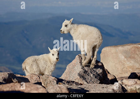 Zwei Kinder Bergziege (Oreamnos Americanus), Mount Evans, Colorado, Vereinigte Staaten von Amerika Stockfoto