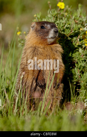 Bauche Murmeltier (Angsthase Murmeltier) (Marmota Flaviventris, Camp Hale, White River National Forest, Colorado, USA Stockfoto