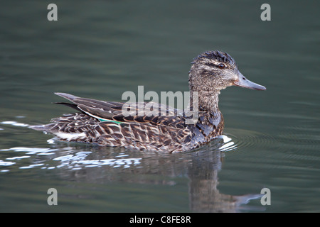 Grün – geflügelte Krickente (Anas Vogelarten) Henne schwimmen, Hecht und San Isabel National Forest, Colorado, Vereinigte Staaten von Amerika Stockfoto