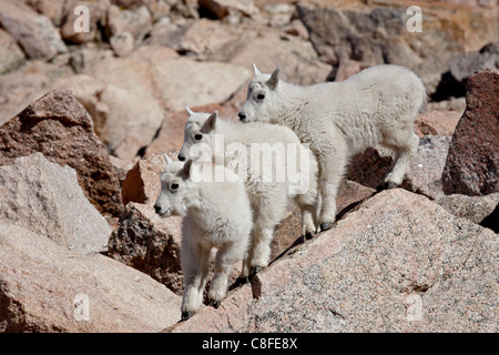 Drei Kinder der Bergziege (Oreamnos Americanus), Mount Evans, Colorado, Vereinigte Staaten von Amerika Stockfoto