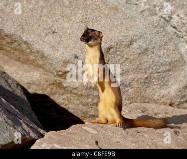 Hermelin (Kurzschwanz-Wiesel) (Mustela Erminea, Mount Evans, Colorado, Vereinigte Staaten von Amerika Stockfoto