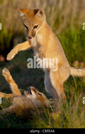 Zwei schnelle Fuchs (Vulpes Velox) Kits spielen, Pawnee National Grassland, Colorado, Vereinigte Staaten von Amerika Stockfoto