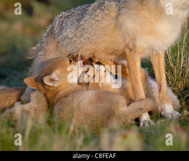 SWIFT-Fuchs (Vulpes Velox) Kits Krankenpflege, Pawnee National Grassland, Colorado, Vereinigte Staaten von Amerika Stockfoto