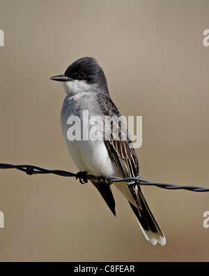 Östlichen Kingbird (Tyrannus Tyrannus, Pawnee National Grassland, Colorado, Vereinigte Staaten von Amerika Stockfoto