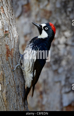 Weibliche Eichel Specht (Melanerpes Formicivorus, Chiricahuas, Coronado National Forest, Arizona, Vereinigte Staaten von Amerika Stockfoto