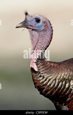 Wilder Truthahn (Meleagris Gallopavo) Gobbler, Chiricahuas, Coronado National Forest, Arizona, Vereinigte Staaten von Amerika Stockfoto