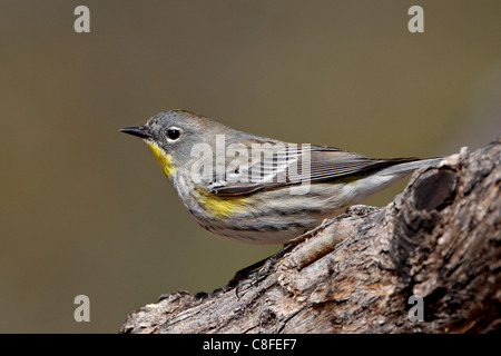 Weibliche Audubon gelb-Psephotus Grasmücke (Dendroica Coronata Auduboni, Hereford, Arizona, Vereinigte Staaten von Amerika Stockfoto