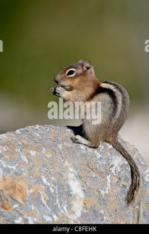 Golden-Jaguaren Eichhörnchen (Citellus Lateralis, Waterton Lakes National Park, Alberta, Kanada Stockfoto