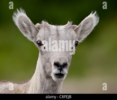 Bighorn Schafe (Ovis Canadensis) Lamm, Waterton Lakes National Park, Alberta, Kanada Stockfoto