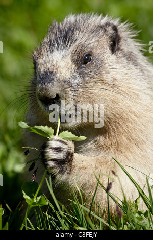 Hoary Murmeltier (Marmota Caligata) Essen, Glacier National Park, Montana, Vereinigte Staaten von Amerika Stockfoto