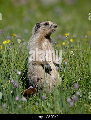 Hoary Murmeltier (Marmota Caligata, Glacier National Park, Montana, Vereinigte Staaten von Amerika Stockfoto