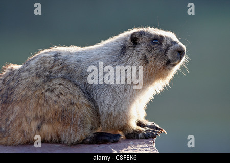 Hoary Murmeltier (Marmota Caligata, Glacier National Park, Montana, Vereinigte Staaten von Amerika Stockfoto