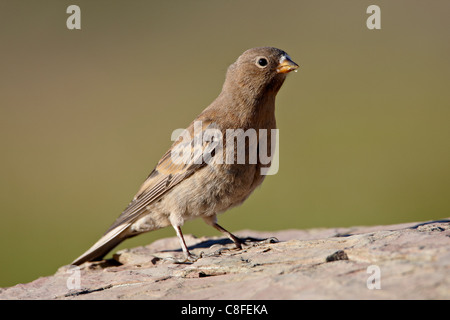 Juvenile Grau-gekrönter rosig-Fink (Leucosticte Tephrocotis, Glacier National Park, Montana, Vereinigte Staaten von Amerika Stockfoto