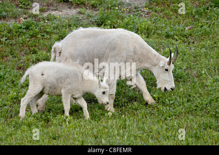 Bergziege (Oreamnos Americanus) Kindermädchen und Kid, Glacier National Park, Montana, Vereinigte Staaten von Amerika Stockfoto