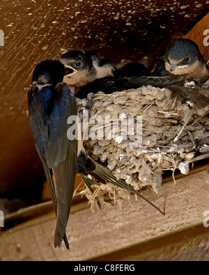 Rauchschwalbe (Hirundo Rustica) Elternteil Fütterung eine Küken, Custer State Park, South Dakota, Vereinigte Staaten von Amerika Stockfoto