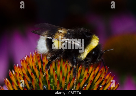 Große Masse Hummel, bombus terrestris, sitzend auf einem großen Blütenkopf Stockfoto
