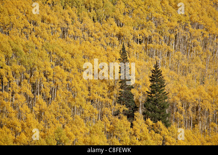 Zwei immergrüne Bäume unter gelben Espe Bäume im Herbst, White River National Forest, Colorado, Vereinigte Staaten von Amerika Stockfoto