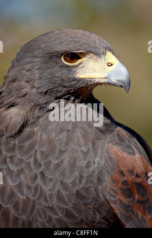 Harris Hawk (Parabuteo Unicinctus) in Gefangenschaft, Arizona-Sonora Desert Museum, Tucson, Arizona, Vereinigte Staaten von Amerika Stockfoto