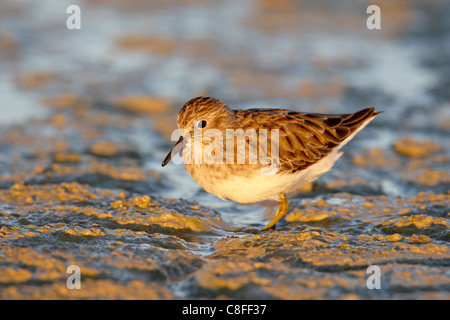 Wenigsten Strandläufer (Calidris Minutilla) waten bei der Fütterung, Sonny Bono Salton Sea National Wildlife Refuge, Kalifornien, USA Stockfoto