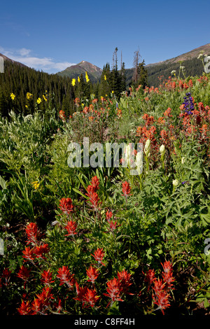 Riesige rote Pinsel und gelben Pinsel, Maroon Bells-Snowmass Wildnis, White River National Forest, Colorado, USA Stockfoto