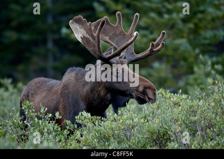 Stier Elch (Alces Alces) in samt, Roosevelt National Forest, Colorado, Vereinigte Staaten von Amerika Stockfoto